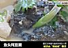鱼头炖豆腐的做法