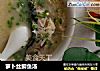 萝卜丝鲫鱼汤的做法