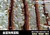 全蛋海绵蛋糕做法(17)的做法