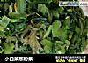 小白菜熬粉条的做法