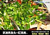茶油蒸鱼头+红烧黄花鱼的做法