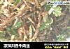 凉拌川香牛肉丝的做法
