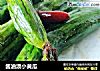 酱油渍小黄瓜的做法
