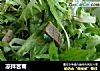 凉拌苦菊的做法