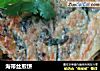 海带丝煎饼的做法