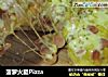 菠萝火腿Pizza的做法