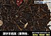清炒羊栖菜（春季的养生菜）的做法