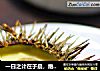 一日之计在于晨，绝对营养的早餐——海胆炖蛋的做法