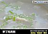 笋丁鸡肉粥的做法
