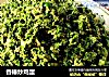香椿炒鸡蛋的做法