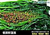 椒麻拌菠菜的做法