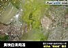黄秧白滑肉汤的做法