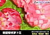 糖醋樱桃萝卜花的做法
