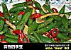 蒜香四季豆的做法