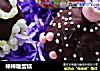 棒棒糖蛋糕的做法