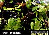 立夏--香菜木耳的做法
