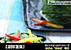 【凉拌菠菜】的做法