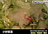 小炒菜苔的做法