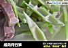 咸肉炖竹笋的做法