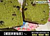 【蜜豆抹茶马芬】----忙碌中的下午差的做法