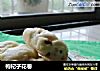 枸杞子花卷的做法