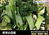 虾米小白菜的做法