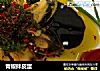 青椒拌皮蛋的做法