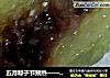 五月粽子节预热——水晶西米粽的做法