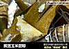 豌豆玉米甜粽的做法