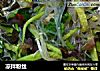 凉拌粉丝的做法