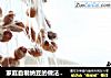 家庭自制纳豆的做法超详细多图全攻略——纳豆的做法