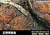 五香熏鲅鱼的做法