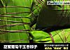 甜蜜葡萄干玉枣棕子的做法