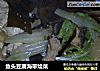 鱼头豆腐海带烩菜的做法