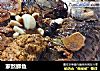 家熬鲫鱼的做法