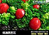 蚝油西兰花的做法
