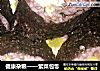 健康杂粮——紫菜包饭的做法