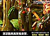 清凉脆爽美发瘦身营养丰富的凉拌美食—凉拌海带丝的做法
