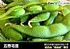 五香毛豆的做法