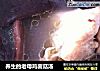 养生的老母鸡菌菇汤的做法