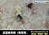 皮蛋瘦肉粥（电饭煲版）的做法