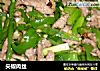 尖椒肉丝的做法