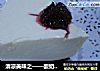 清凉美味之——酸奶芝士蛋糕的做法