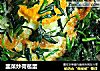 韭菜炒荷苞蛋的做法