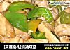 [菜谱换礼]蚝油双菇的做法