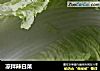 凉拌辣白菜的做法
